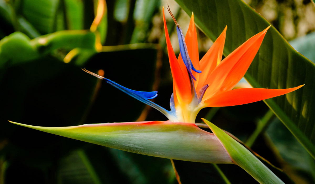 oiseau de paradis en pot beijaflores.fr