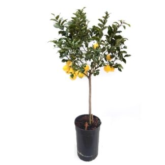 Citronnier beija flores