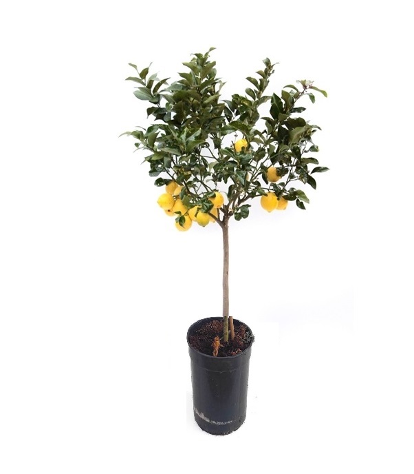Citronnier beija flores