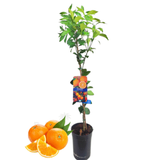 Oranger M beijaflores