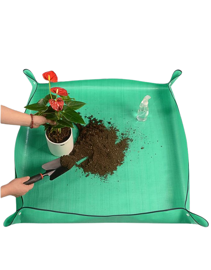 nappe beija flores