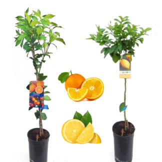 oranger & citronnier sur fond blanc beijaflores