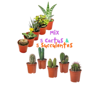 Melange succulante&cactus x10 sur fond blanc