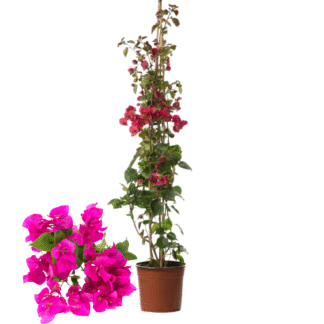 Bougainvilliers sur fond blanc avec bractées