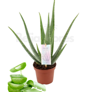 Aloe Vera – Plante succulente en pot Ø 14 cm – Feuilles vertes charnues – Entretien facile