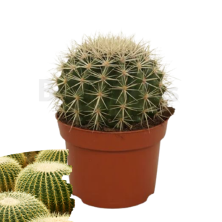 Echinocactus grusonii beija flores sur fond blanc