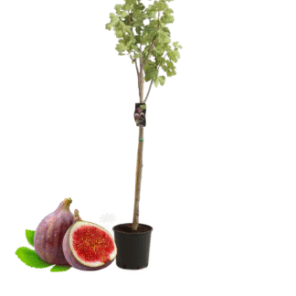 Figuier beija flores demi tige 1m1m20