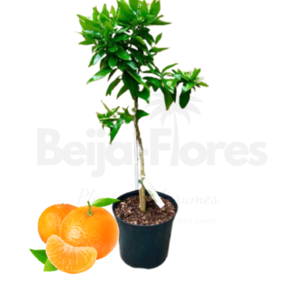 Clementinier beija flores demi tige 1m1m20