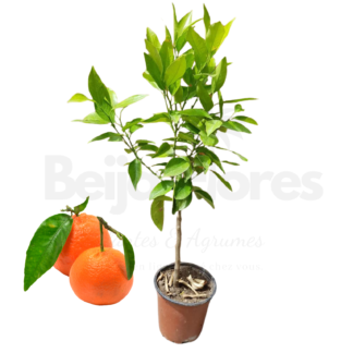 Mandarinier beija flores demi tige 1m1m20