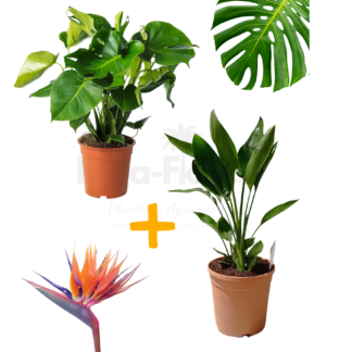 Strelitzia,regi Oiseau de Paradis+Monstera deliciosa Beija flores