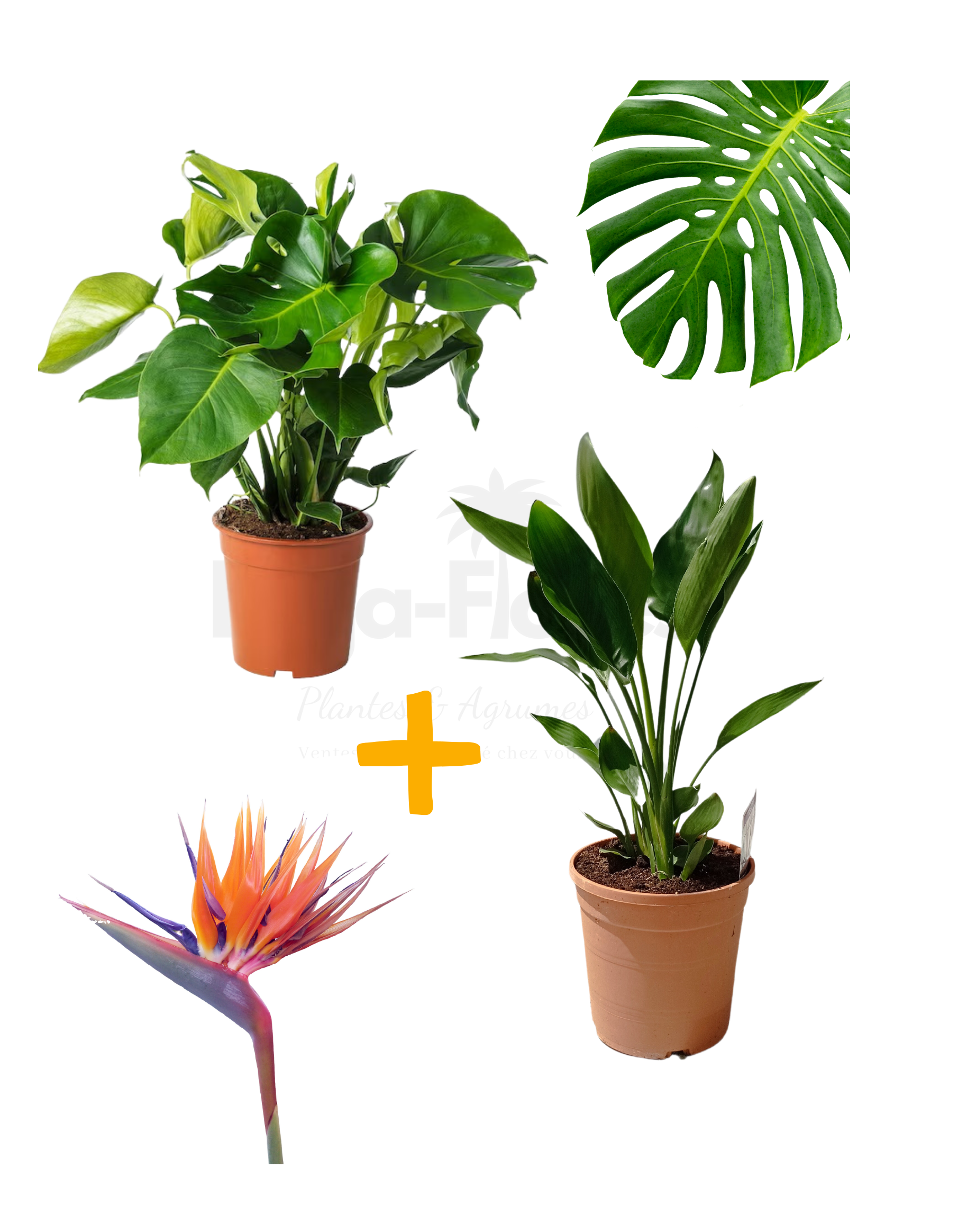 Strelitzia,regi Oiseau de Paradis+Monstera deliciosa Beija flores