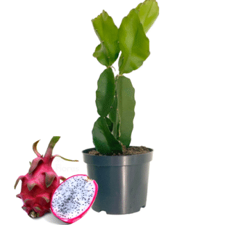 Pitaya en pot sur fond blanc avec fruit