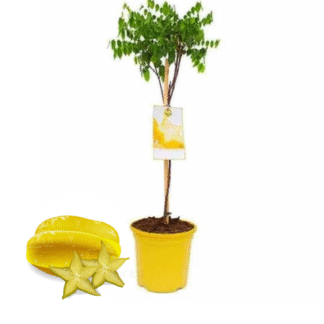 Carambole sur fond blanc avec fruit Averrhoa carambola
