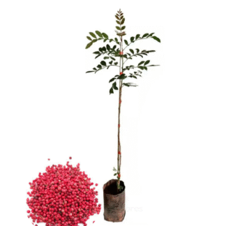 Poivrier Schinus terebinthifolius ( poivre rose) blanc - pot