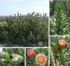 Opuntia subulata