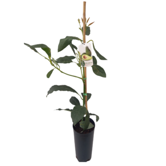 Avocatier en pot beija-flores