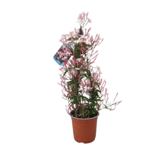 jasmin fond blanc