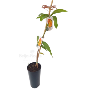 Manguier beijaflores sur fond blanc