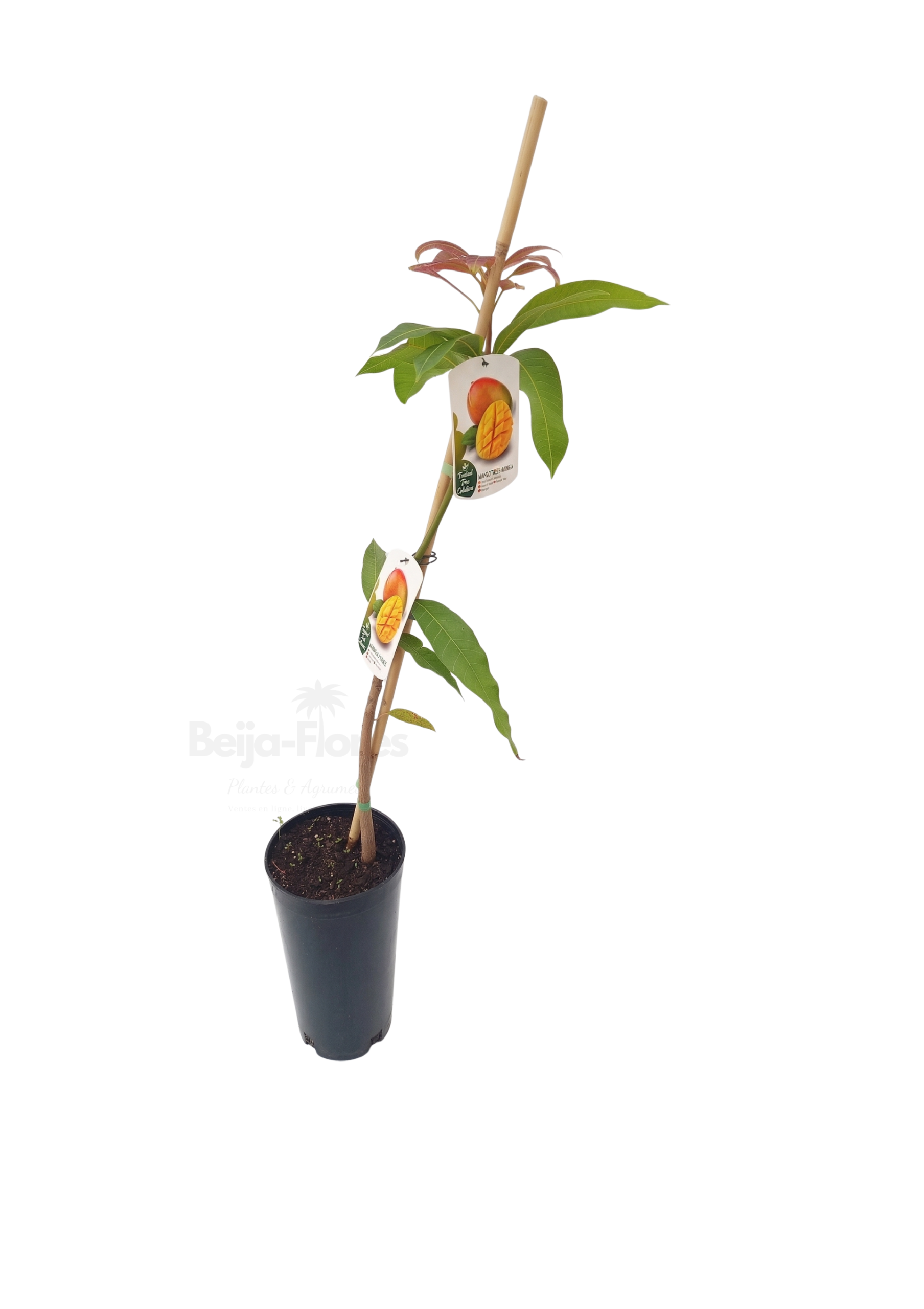 Manguier beijaflores sur fond blanc