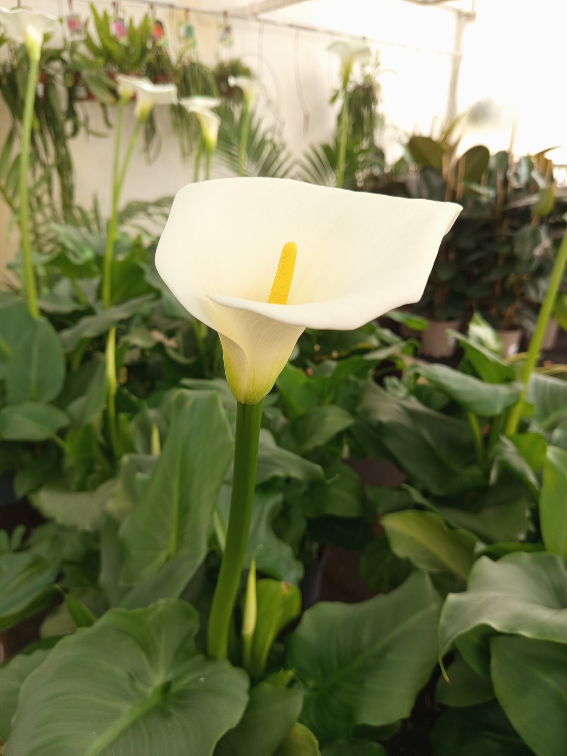 Zantedeschia aeo fleurs fond blanc