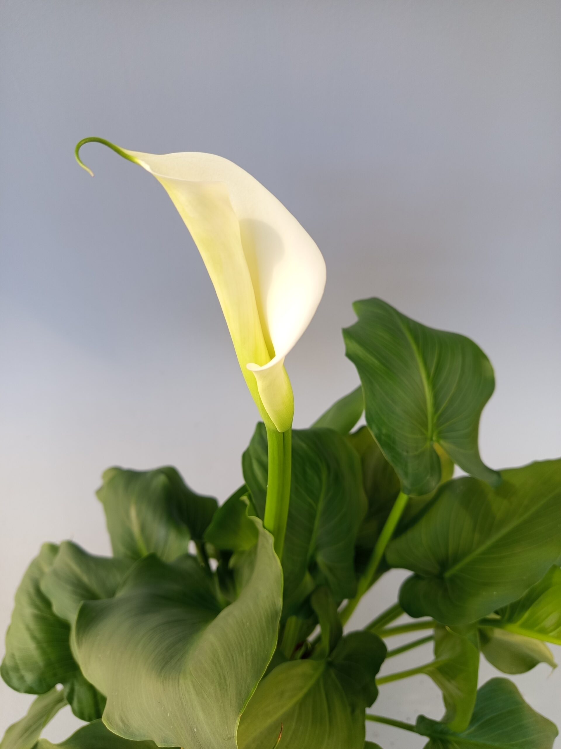 Zantedeschia aethiopica (Arum blanc) en pot Ø 17 cm / ↕ 60 à 70 cm – Image 3