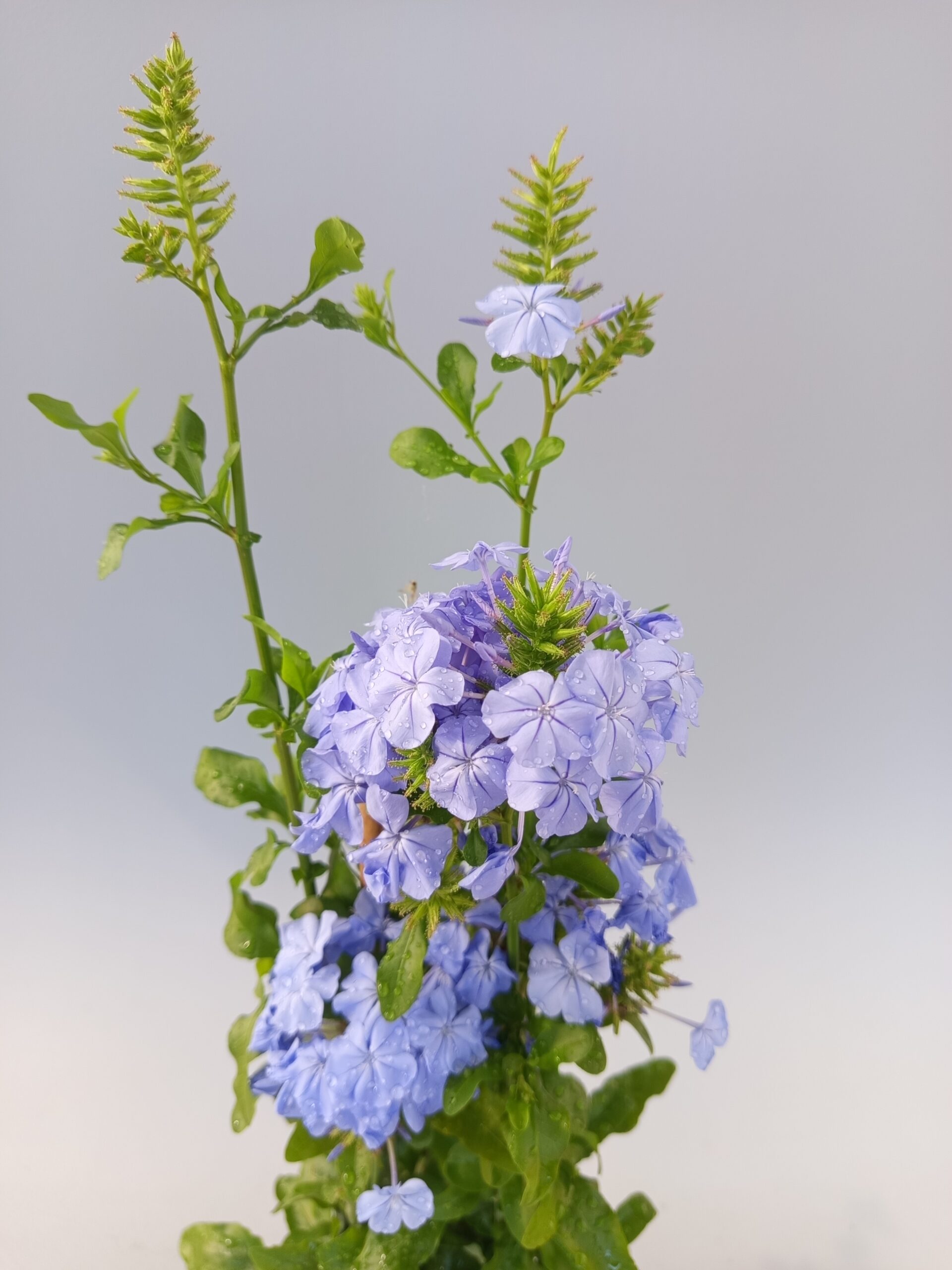 Plumbago auriculata (Dentelaire du Cap) en pot Ø 14 cm/ ↕ 40 à 60 cm – Image 3