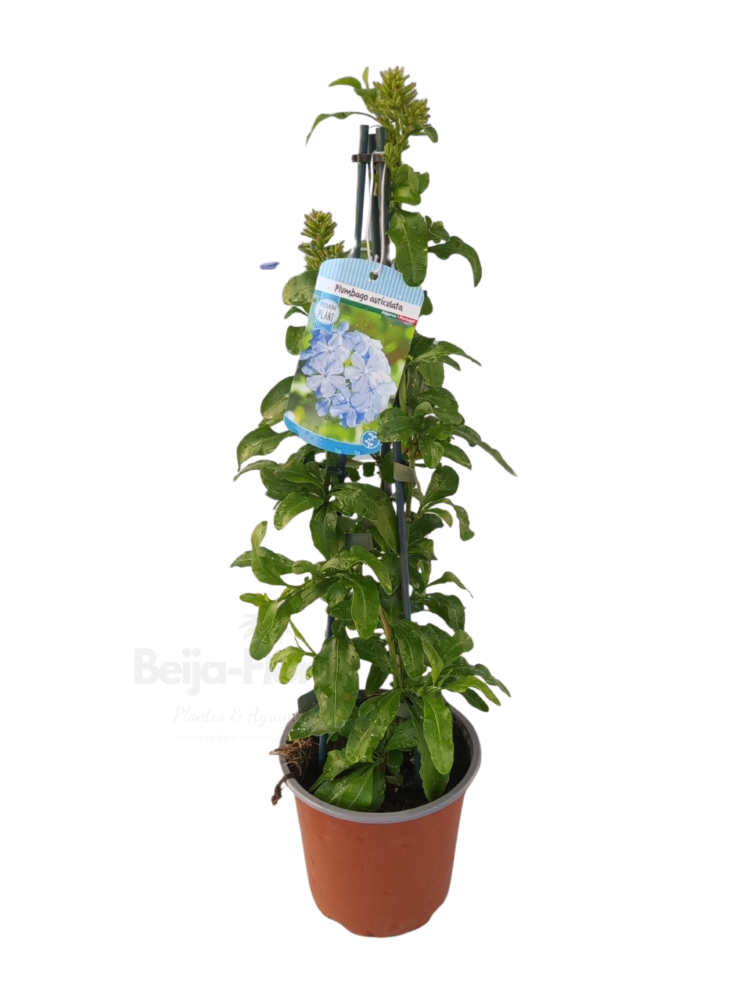Plumbago auriculata (Dentelaire du Cap)