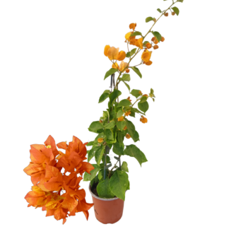 Bougainvilier orange fond blanc v14 40 60 cm