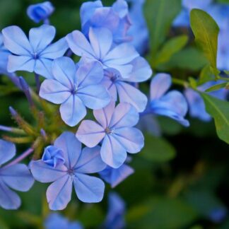 Le plumbago ou dentelaire du Cap beija flores