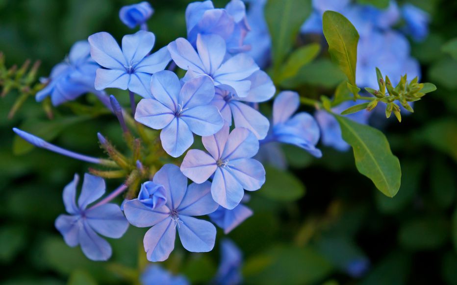 Le plumbago ou dentelaire du Cap beija flores