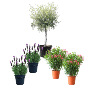 Pack jardin medité 1 beijaflores fond blanc