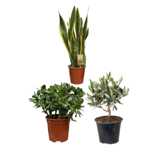 Pack x3 medité beija flores 40-60 sur fond blanc