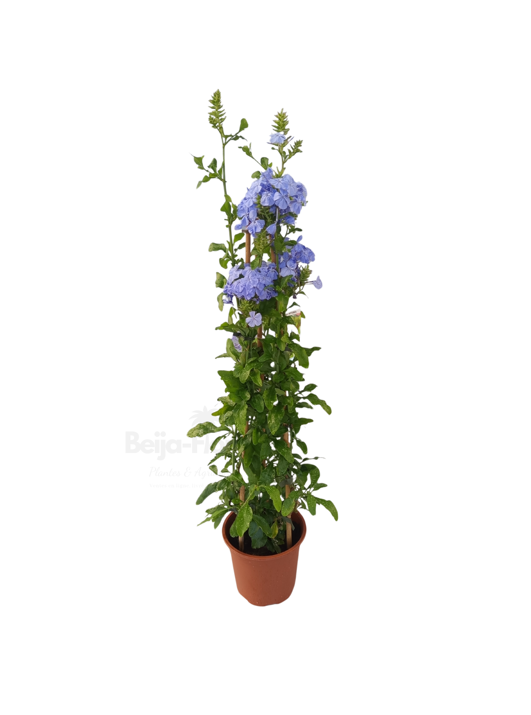 Plumbago auriculata (Dentelaire du Cap) en pot 14 cm – Hauteur 40 à 60 cm