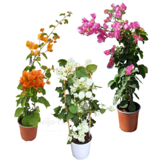 Pack trio Bougainvilliers en pot Ø 14 cm / ↕ 40 à 60 cm