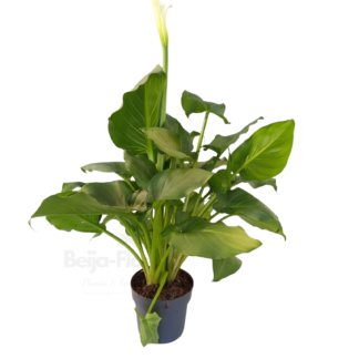 Zantedeschia aeo v17 fond blanc