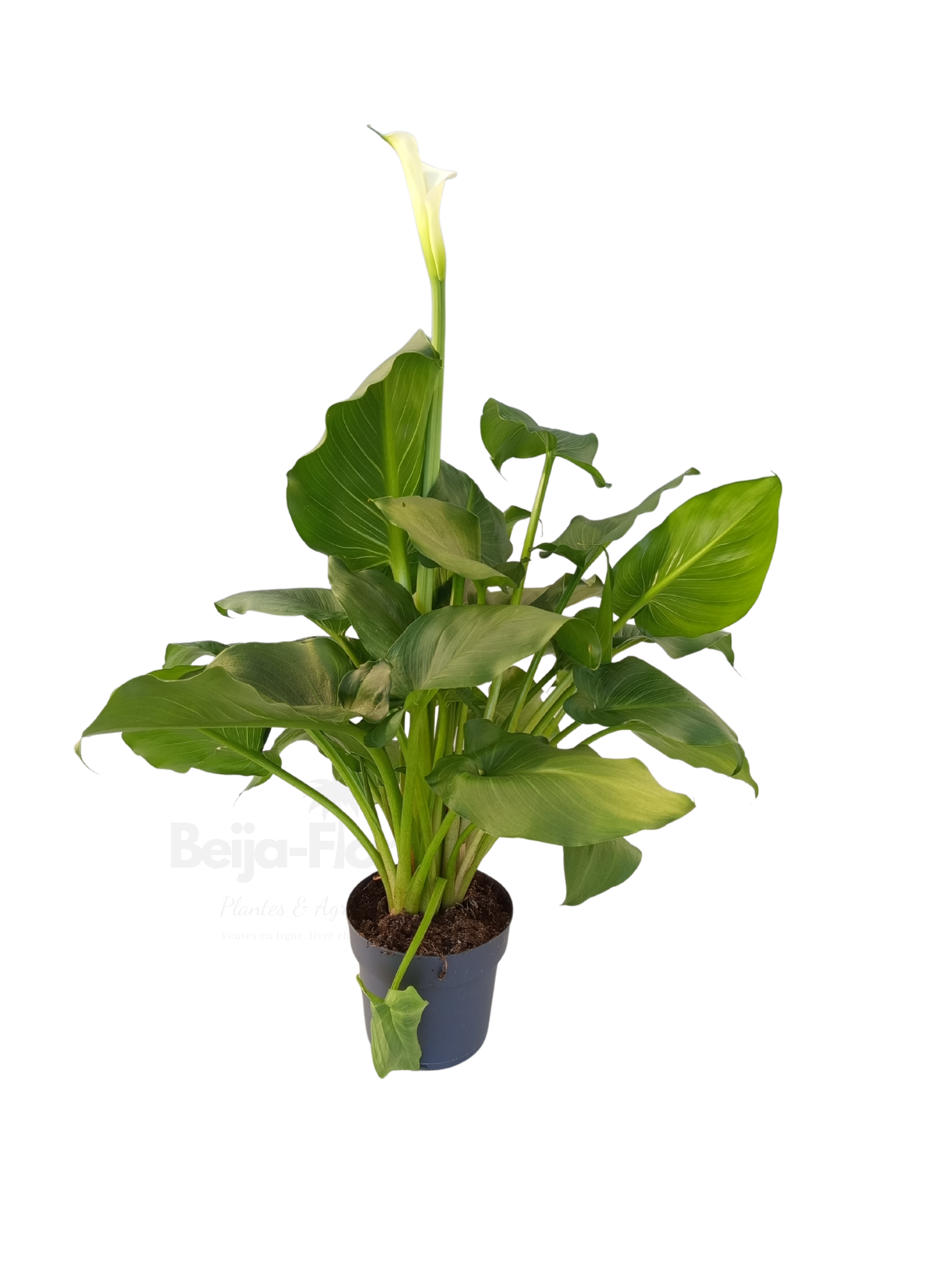 Zantedeschia aeo v17 fond blanc