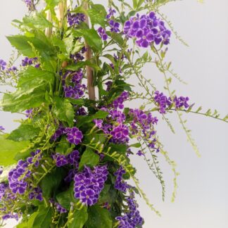 Duranta repens 'Vanillier de Cayenne' en pot Ø 17cm / ↕ 50 à 60 cm