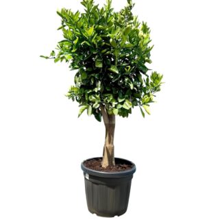 Citronnier 4saisons- Citrus limon  –XXL Hauteur ↕ 130 à 180 cm - pot Ø 38 cm