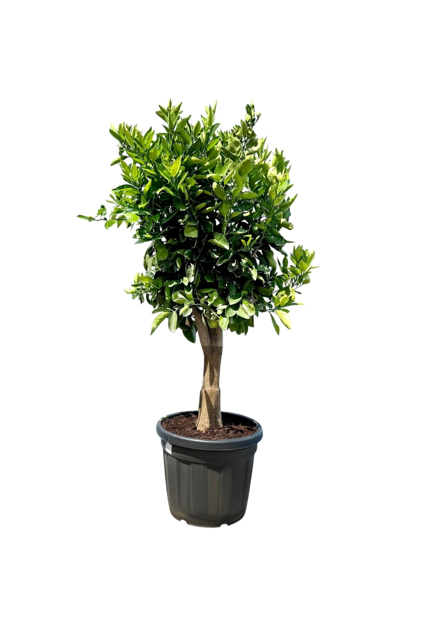 Citronnier 4saisons- Citrus limon –XXL Hauteur ↕ 130 à 180 cm - pot Ø 38 cm