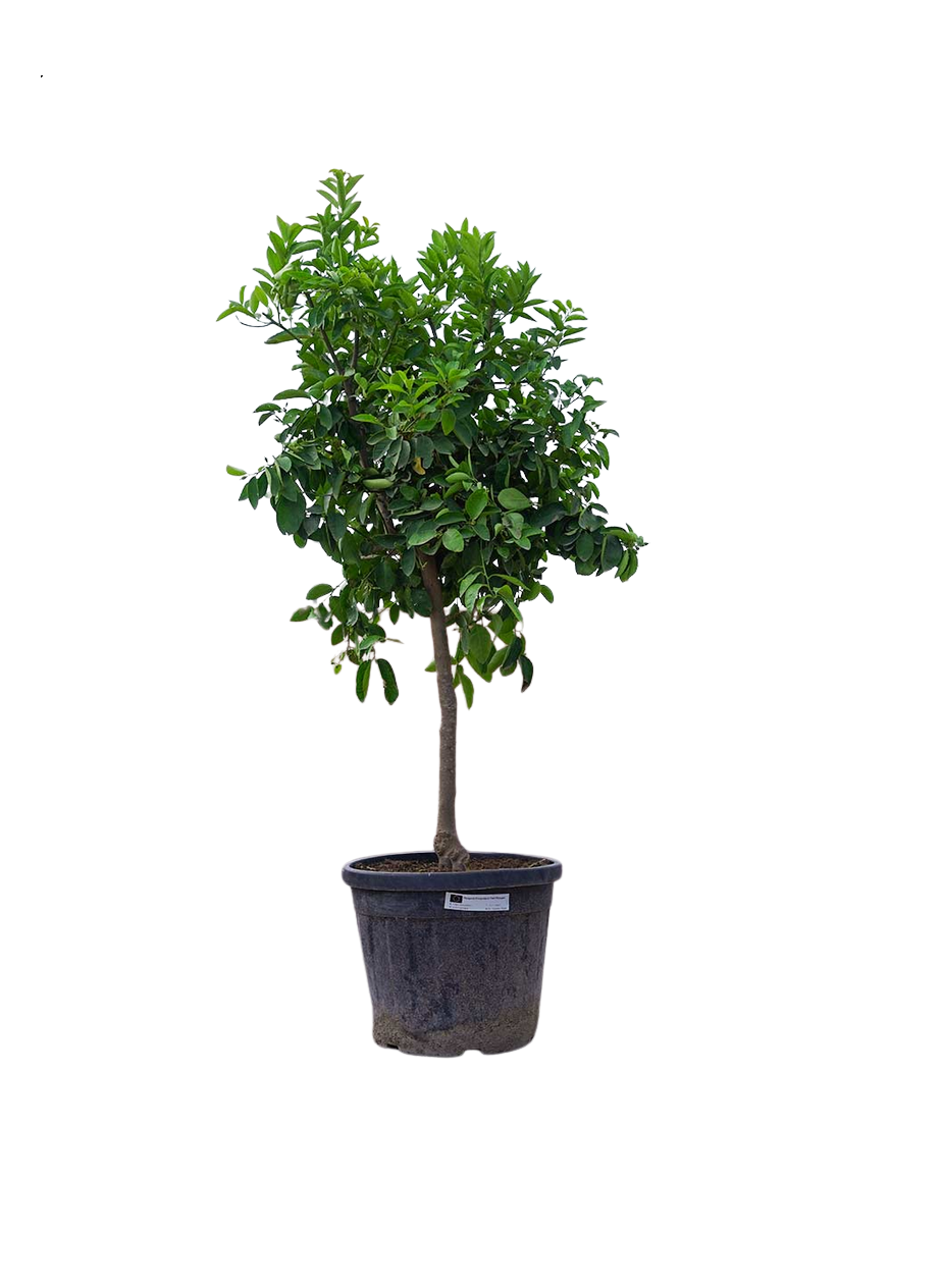Citronnier 4saisons- Citrus limon –XXL Hauteur ↕ 130 à 180 cm - pot Ø 38 cm – Image 4